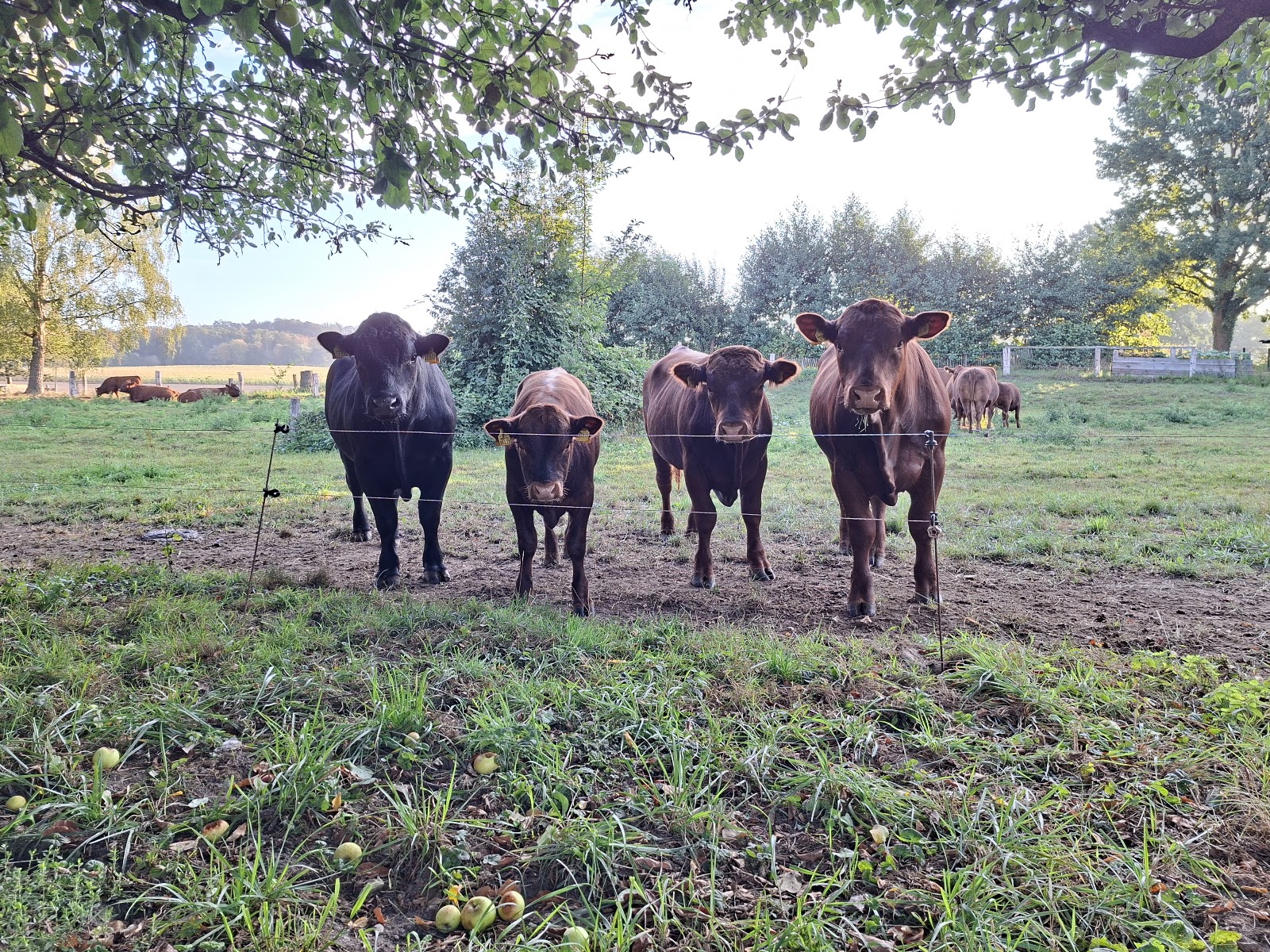 Rinder auf der Weide des Meyerhofs zu Bakum